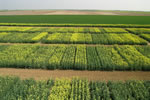 Colza, Floraison, &copy;Alti Clic 