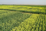 Colza, Floraison, &copy;Alti Clic 