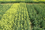 Colza, Floraison, &copy;Alti Clic 