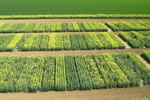 Colza, Floraison, &copy;Alti Clic 