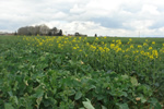 Colza, Floraison, &copy;Ant&eacute;dis